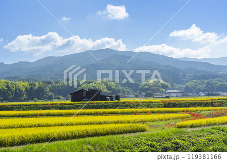 奈良県明日香村の田園風景 畦道に咲く彼岸花 奈良県明日香村の田園風景 畦道に咲く彼岸花 119381166