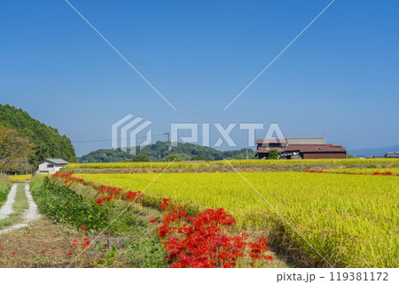 奈良県明日香村の田園風景　畦道に咲く彼岸花 119381172