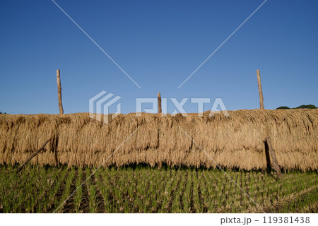 青空とはで干しの田　コピースペース　はで干しの稲　天日干しの稲　広島県庄原市比和町三河内 119381438