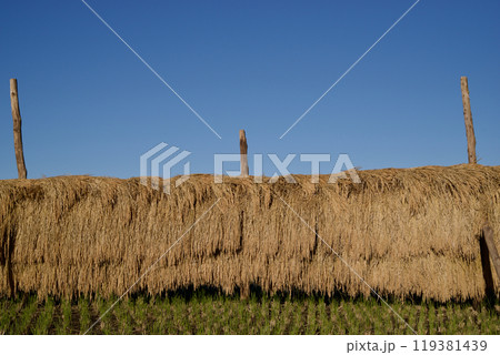 青空とはで干しの田　コピースペース　はで干しの稲　天日干しの稲　広島県庄原市比和町三河内 119381439