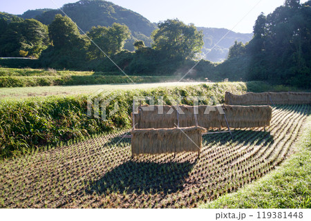 はで干しの田　はで干しの稲　天日干しの稲　広島県庄原市比和町三河内 119381448