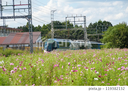 近鉄観光特急しまかぜと秋桜 119382132