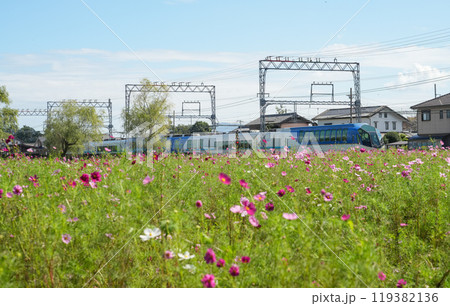 近鉄観光特急しまかぜと秋桜 119382136