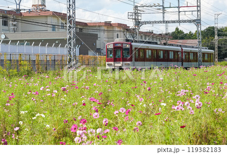 近鉄電車と秋桜 119382183