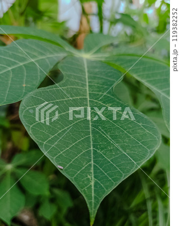 Nature leaves, green tropical forest, backgound illustration concept Nature leaves, green tropical forest, backgound illustration concept 119382252
