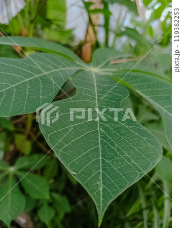 Nature leaves, green tropical forest, backgound illustration concept Nature leaves, green tropical forest, backgound illustration concept 119382253