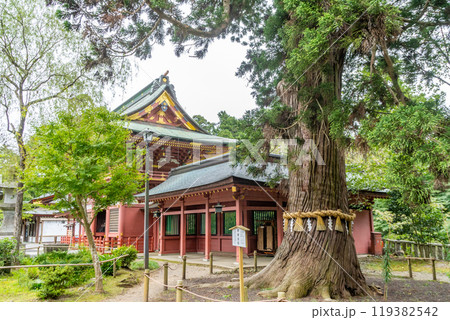 塩釜神社 老杉 ろうさん 御神木 樹齢600年 随身門 塩釜神社 老杉 ろうさん 御神木 樹齢600年 随身門 119382542