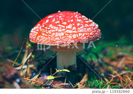 Mature Amanita Muscaria, Known as the Fly Agaric or Fly Amanita Mature Amanita Muscaria, Known as the Fly Agaric or Fly Amanita 119382660