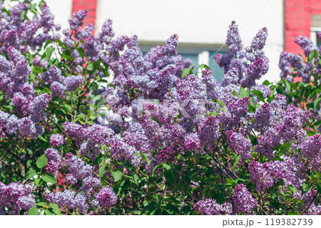 Lilac Bush Blooms in Spring at Daytime 119382739