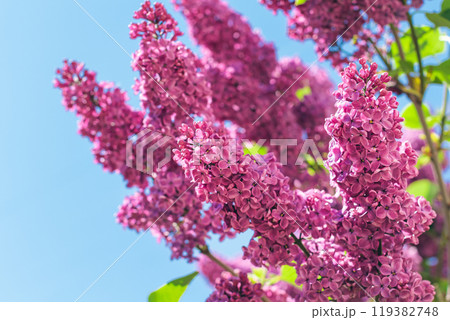 Lilac Branch Blooms in Spring at Daytime - Close-Up 119382748