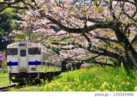 満開の桜並木を行く日田彦山線 119383400