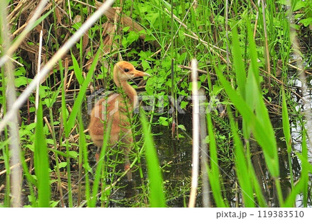 丹頂鶴の幼鳥 119383510