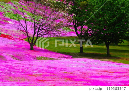 芝桜 119383547
