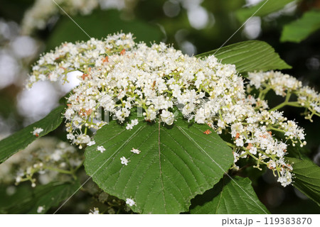 ガマズミの花 119383870