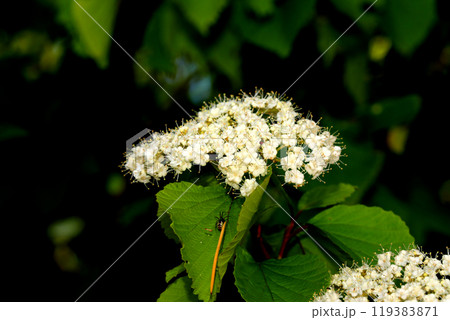 ガマズミの花 119383871