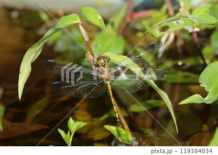 ノシメトンボ　羽化直後 119384034