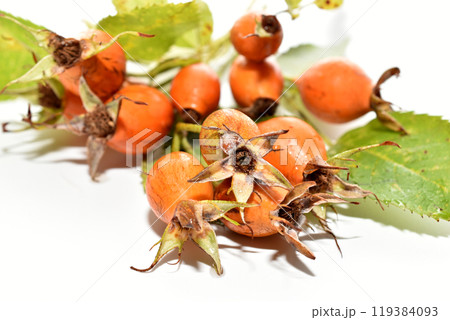 Rose hips with leaves. 119384093