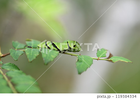 山椒の葉を食べるナミアゲハ（並揚羽）の幼虫 119384334