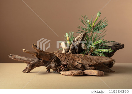 Abstract nature scene with a composition of pine branches, stones, and dry snags. 119384390