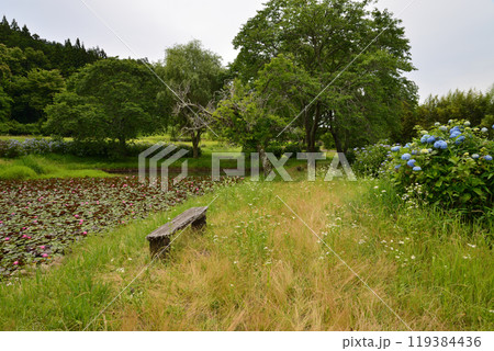 根岸のため池に行きました　＃1 119384436