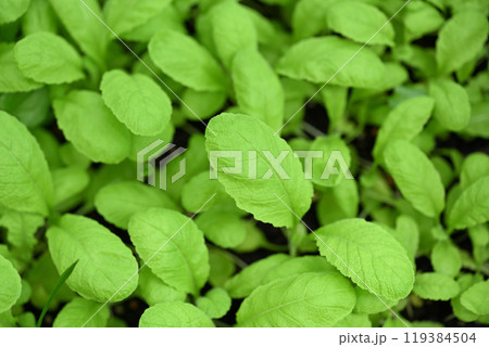 ベビーリーフ（野菜の幼葉）の栽培 119384504