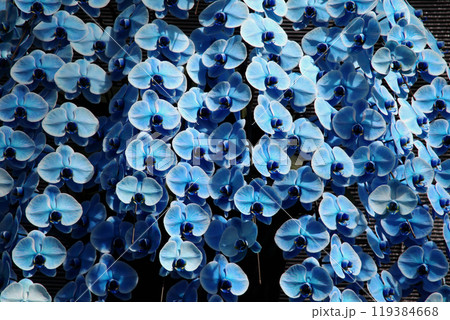 青い胡蝶蘭 青い胡蝶蘭 119384668