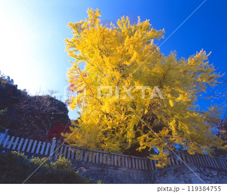 葛城一言主神社の大イチョウ（別名 : 乳イチョウ）/推定樹齢1,200年/奈良県御所市 119384755