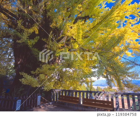 葛城一言主神社の大イチョウ（別名 : 乳イチョウ）/推定樹齢1,200年/奈良県御所市 119384758
