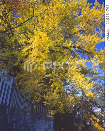 葛城一言主神社の大イチョウ（別名 : 乳イチョウ）/推定樹齢1,200年/奈良県御所市 119384763