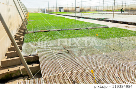 Agribusiness greenhouse seedling spring. Farming sprouts concept. Production of vegetables 119384984