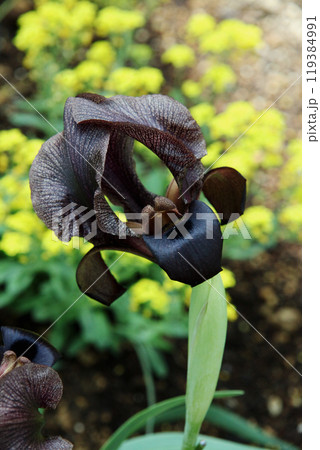 ブラックアイリス 119384991