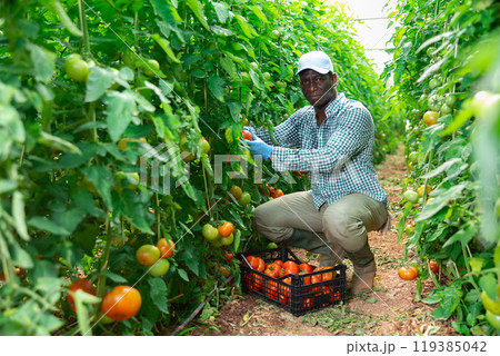 Skilled male farmer harvesting tomatoes in greenhouse Skilled male farmer harvesting tomatoes in greenhouse 119385042