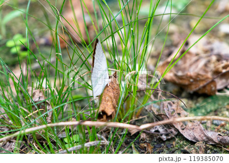 枯葉に止まる越冬蝶シジミチョウカウラギンシジミ♂ 枯葉に止まる越冬蝶シジミチョウカウラギンシジミ♂ 119385070