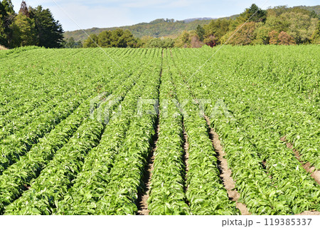 秋の北海道乙部町で実りを迎えたヤマゴボウ畑の風景を撮影 119385337