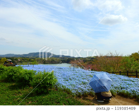 大分県杵築市の四季折々の花が咲くるるパークのネモフィラ畑 119385409