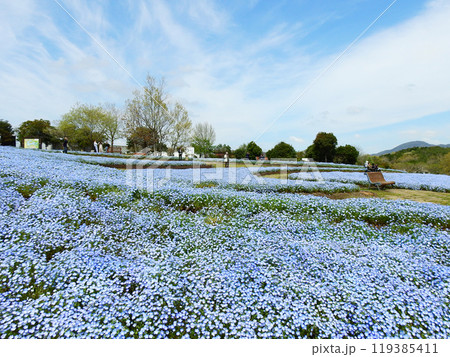大分県杵築市の四季折々の花が咲くるるパークのネモフィラ畑 119385411