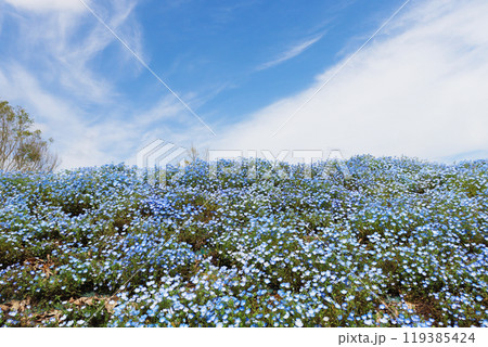 愛らしい青や白の花が咲く春のネモフィラ畑 愛らしい青や白の花が咲く春のネモフィラ畑 119385424