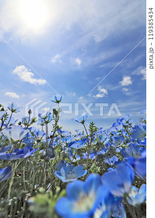 美しいブルーの花ネモフィラ畑と青空 119385434