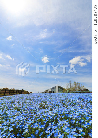 大分県杵築市の四季折々の花が咲くるるパークのネモフィラ畑 大分県杵築市の四季折々の花が咲くるるパークのネモフィラ畑 119385435
