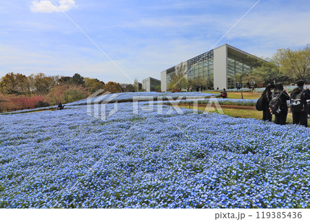 大分県杵築市の四季折々の花が咲くるるパークのネモフィラ畑 大分県杵築市の四季折々の花が咲くるるパークのネモフィラ畑 119385436