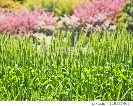 黄緑色の若い穂がついた麦畑 119385462
