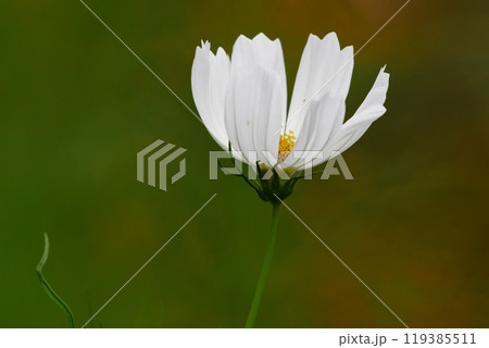 季節の花 秋桜 季節の花 秋桜 119385511