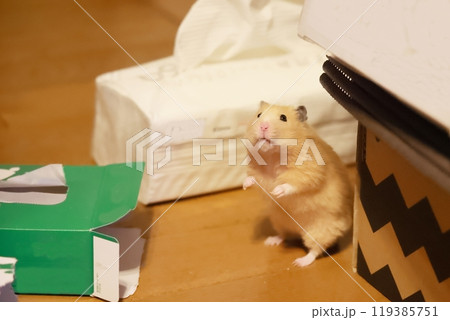逃げ出したゴールデンハムスター(キンクマ) 119385751