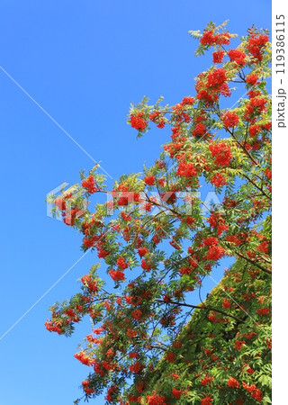 サッポロファクトリー レンガ館と実をつけたナナカマド サッポロファクトリー レンガ館と実をつけたナナカマド 119386115