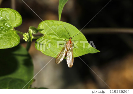 スカシシリアゲモドキ 119386264