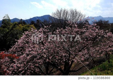 河津桜と北丹沢の山並み　【相模原市津久井　3月】 119386860