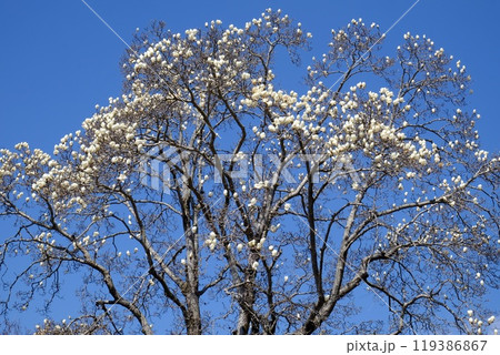 ハクモクレンと青空　【相模原市津久井　3月】 119386867