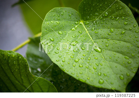 ウンベラータの葉 ウンベラータの葉 119387225