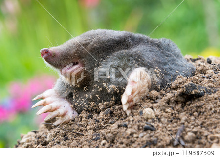 Mole on the top of the mole hill 119387309