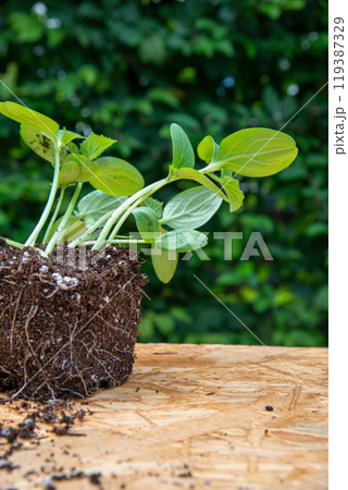 Seeding with root ball on wooden board with green leaves backgro Seeding with root ball on wooden board with green leaves backgro 119387329
